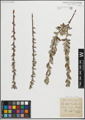 Foto von Salix repens L.